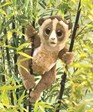 Slow Loris Hand Puppet | Folkmanis