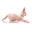 Folkmanis Cat, Sphynx 3220 View 3